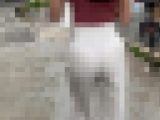 優雅に闊歩するホワイトパンツのお姉さま。Ｔバック透けてます。