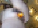 狂喜乱舞見せ杉お立ち台撮影会03　ビジュ最高級のモデルたちが色とりどりに輝くおま●こを見せつける圧巻の映像美でshow