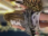 【再販】ギャル達のプリンプリンのお尻(/ω＼)